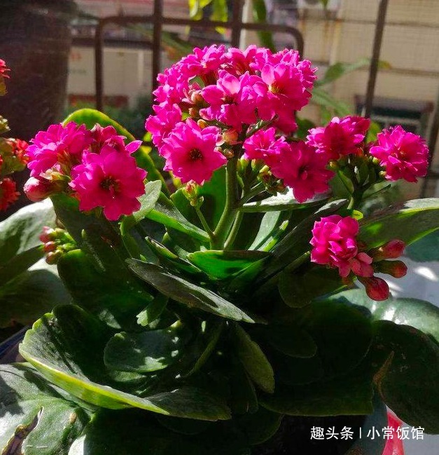 长寿花有“花苞”却不开花教你几个小妙招,轻松爆盆红艳艳