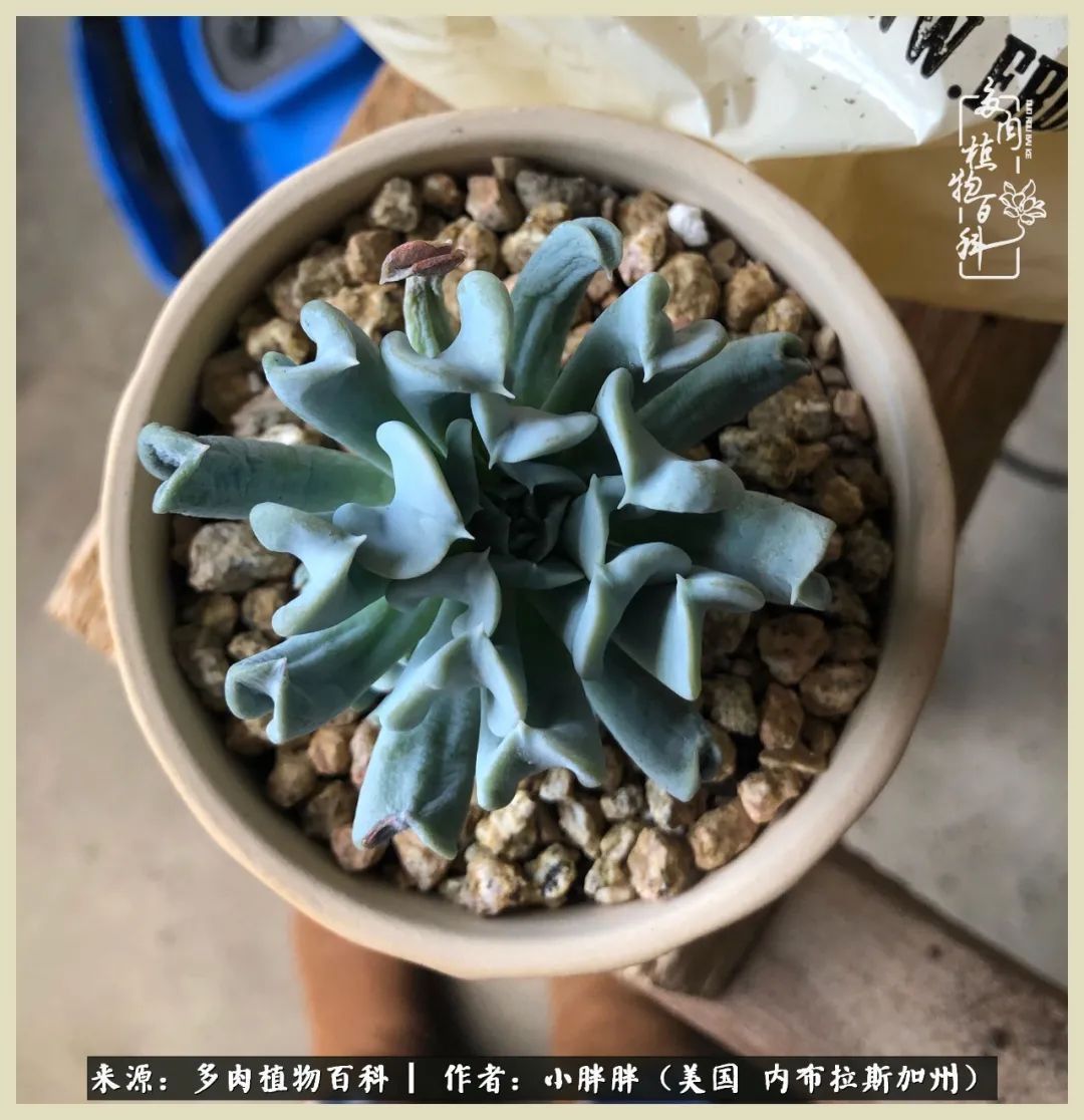 百科|这多肉对比图太上头了!小白鄙视链奋斗记之咸菜干也有春天!