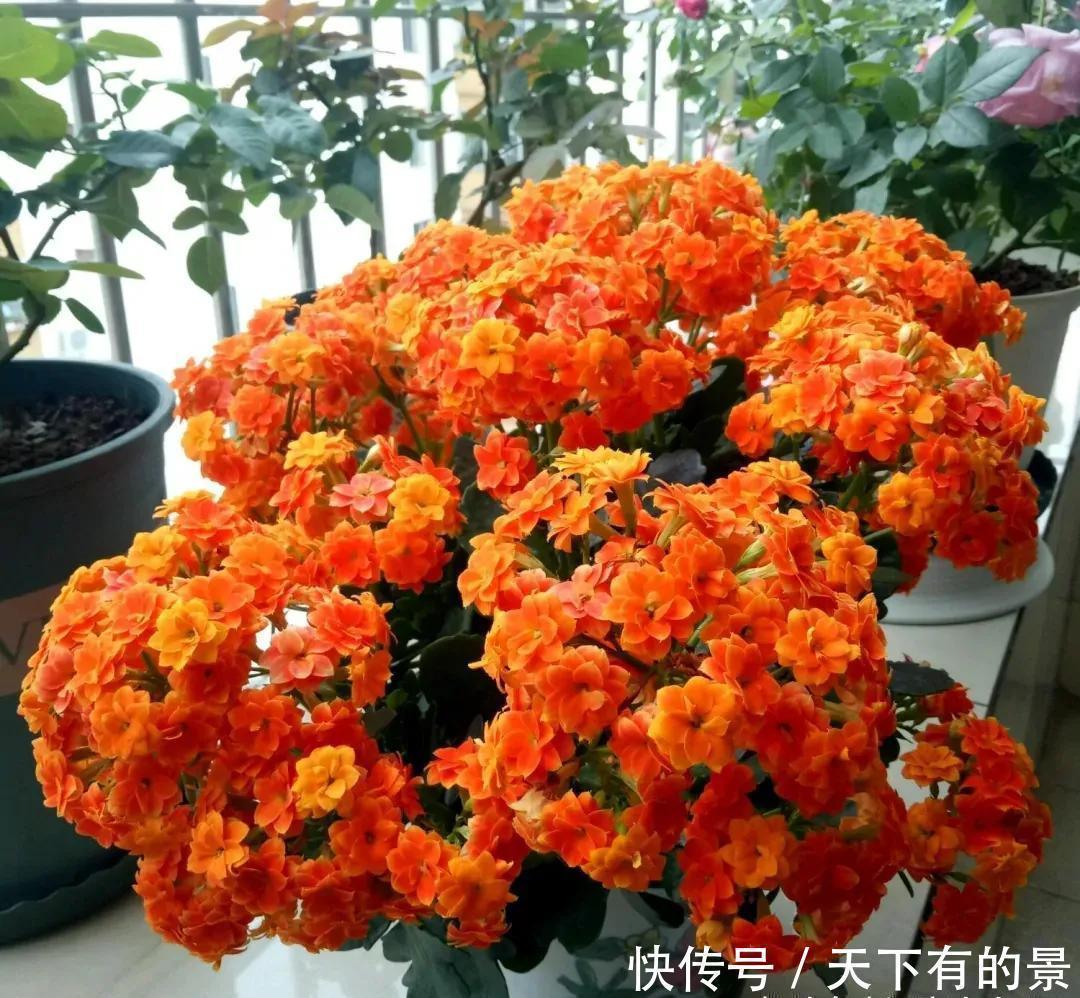 长寿|长寿花有“三怕”，入冬养护得避开，养成小老桩，清香宜人小半年