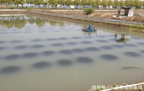 水蚯蚓，长得像红虫，但是比红虫更好用