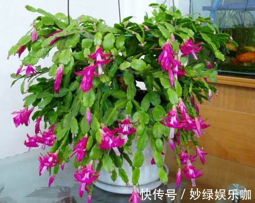 “4种花”新年养,寓意“旺财”,还能开出花朵,越看越美,值!