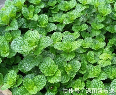 想要家里香喷喷,不如多养点这样的植物,不仅香气四溢,还能驱蚊