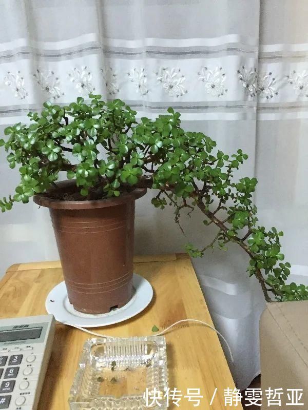 虎皮兰,红掌,吊兰养成老桩，变成大树，真壮观