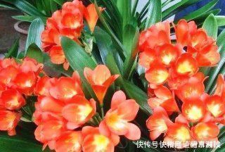 叶绿花|还在用花肥养花盆里埋10粒它,半年不用施肥,叶绿花又旺