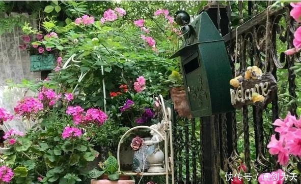 花儿|想要一个小院子,低头种菜,抬头看花!