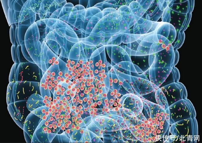 菌体|肠道菌群有哪些不为人知的作用?一定要知道7大功能