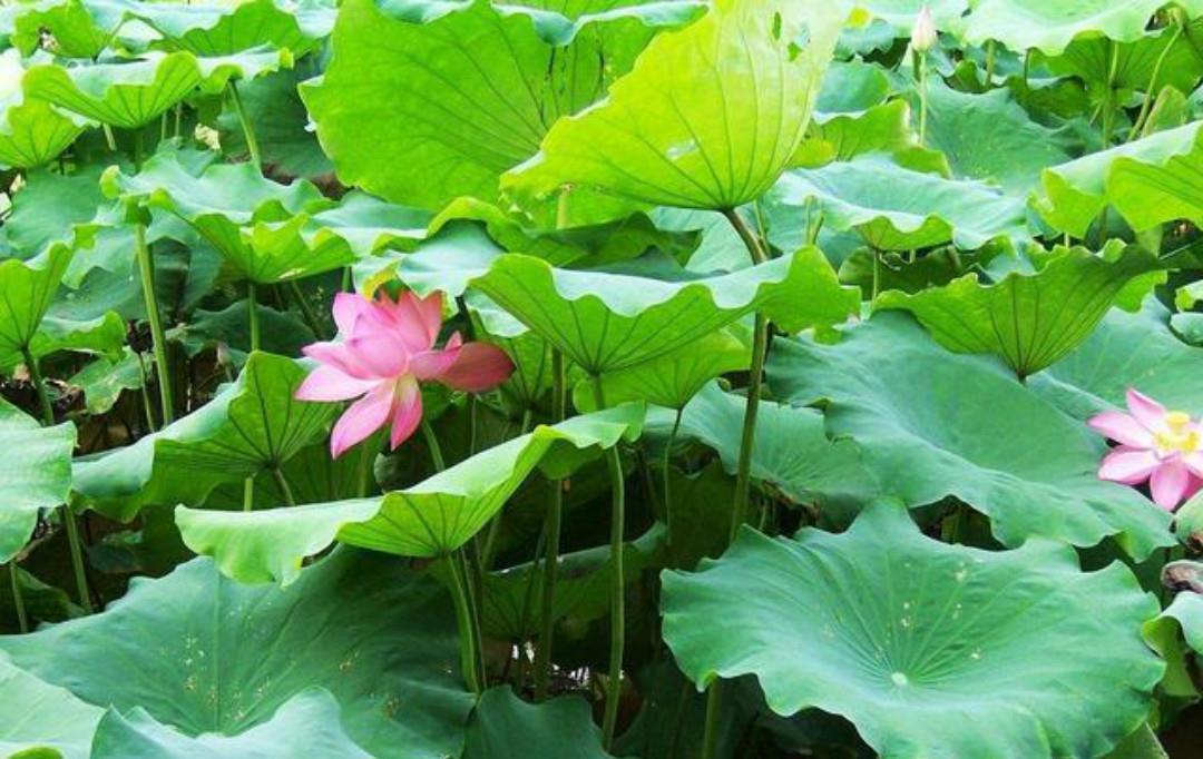 首相|晏几道失恋后写下的这首相思词,无一字不伤感,无一字不忧愁!