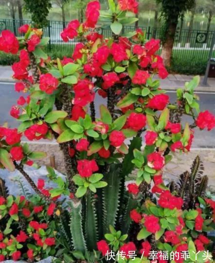 6种花不怕旱,小盆种少浇水,枝繁叶茂真好看,适合懒人