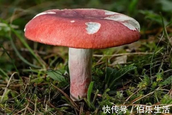 红蘑菇|农村这个''东西''一斤超千元，一年可捡2次，吃过的都说奢侈！