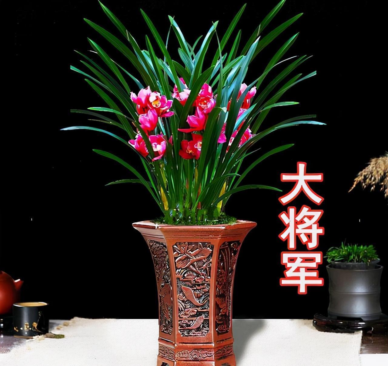 年宵花买大将军,花大色艳,平常打理简单,价位很亲民