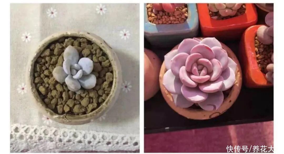 室内养多肉，也能养出水晶果冻色，任谁看到都说好