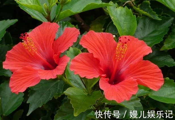 农历6月11该养什么花?这些花最适宜,颜色多而艳丽,最适合庭院