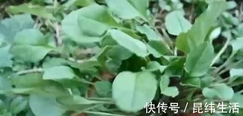 野菜|农村这野草长到家门口，农户把它当茶叶泡，城里认识的很少