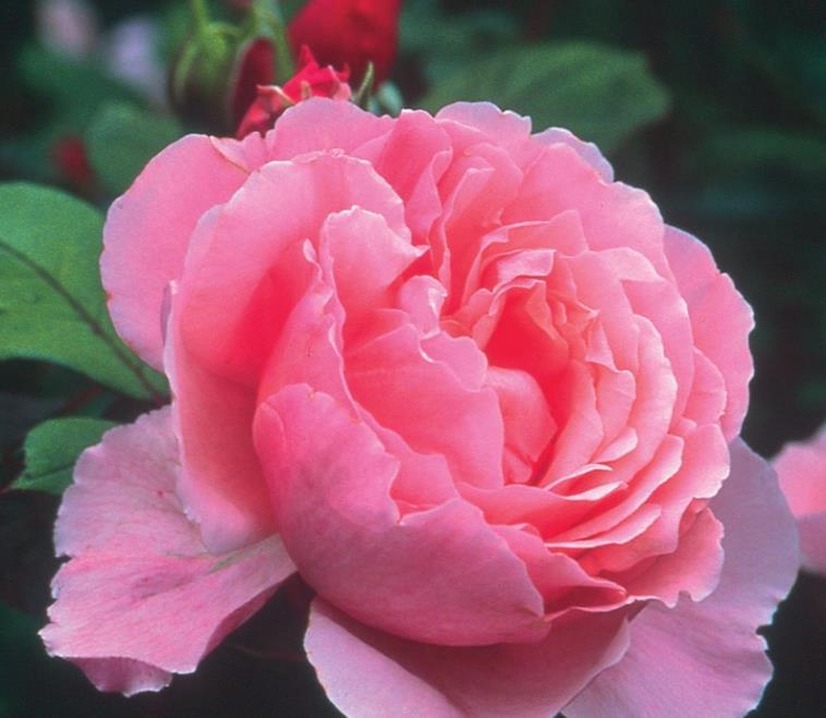 喜欢菊花，不如养盆“精品玫瑰”美人脸玫瑰，翩翩起舞，高贵迷人