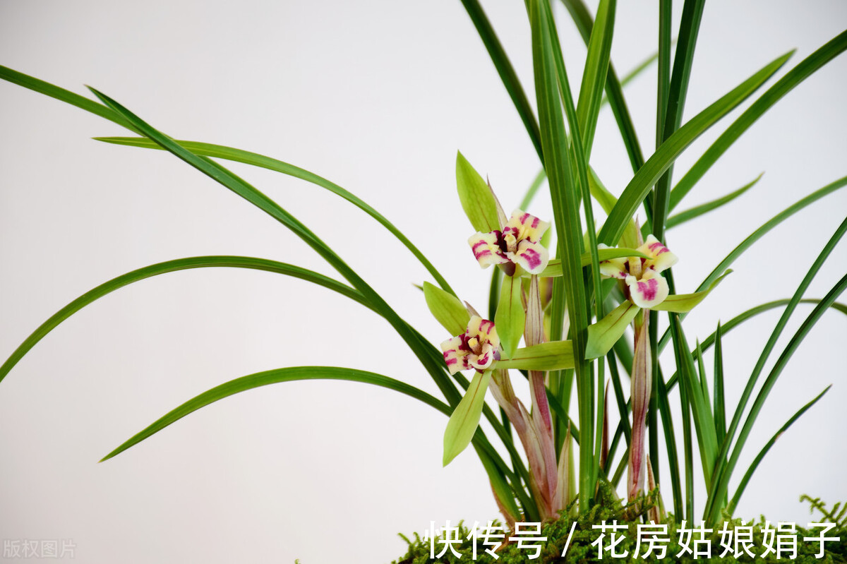 花友们|想要易养好活的花卉?选择这5种,1年开花200天