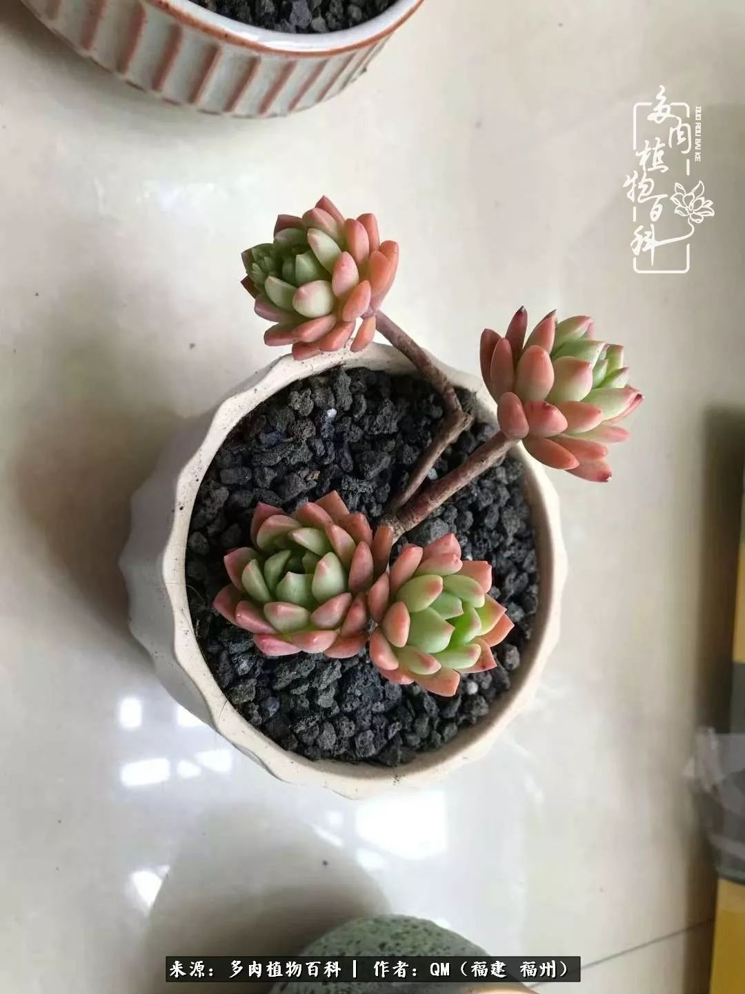 寒山转苍翠,秋水日潺湲——多肉未央,睹物思人!