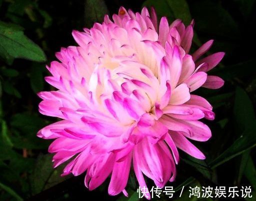 秋色|喜欢三角梅,就养“珍稀名品”柠檬黄三角梅,金光灿灿,赏秋色