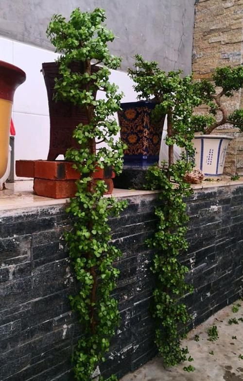 扦插一根枝，修修剪剪，一年长成“悬崖桩”，价值翻几倍