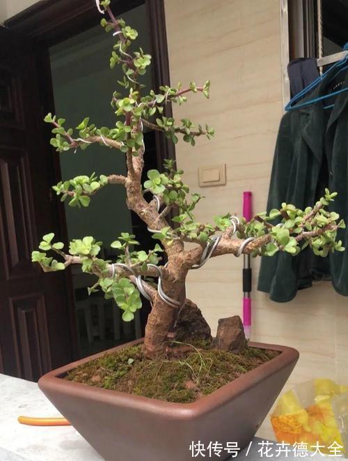 石榴|4种“盆景桩”,品位高大上,懒人花剪一剪,价格翻几倍