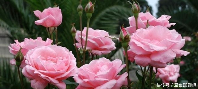 无霜冻地区|南方地区月季花小苗修剪复壮,你做对了吗