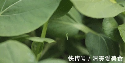 花草|如果能重来，阳台一定“9不装”，并非迷信，是过来人的经验教训