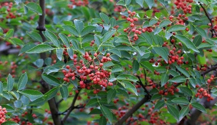 温中止痛|花椒是一大“补药”,这4种病都“不攻自破”别在随便扔掉了