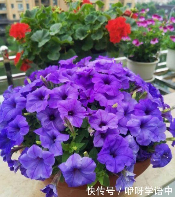 孤零零|3种“掐头花”,娇生惯养不成器,天天修理它,月月爆花球