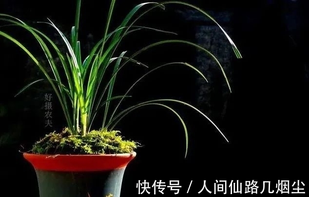 寒露时节,如何管理兰花?只需一个小技巧,花苞更健壮开花更香