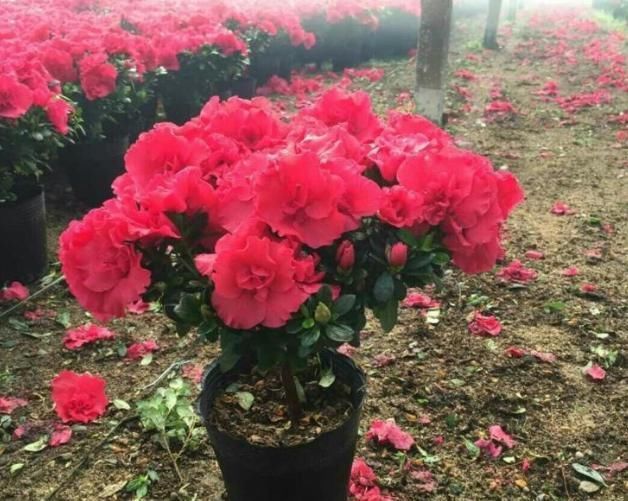 喜欢养护花卉,就养花色艳丽,开花爆盆的花卉,家庭美满!