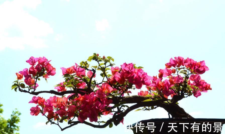 开花机器|养三角梅，反复做这件事，才不愧“开花机器”的美誉