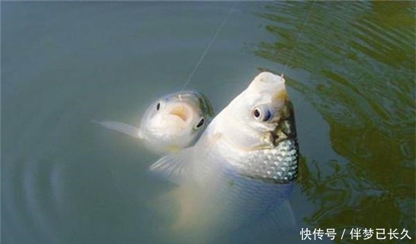 早春钓鱼有套路,注意三小和三找,收获肯定差不了