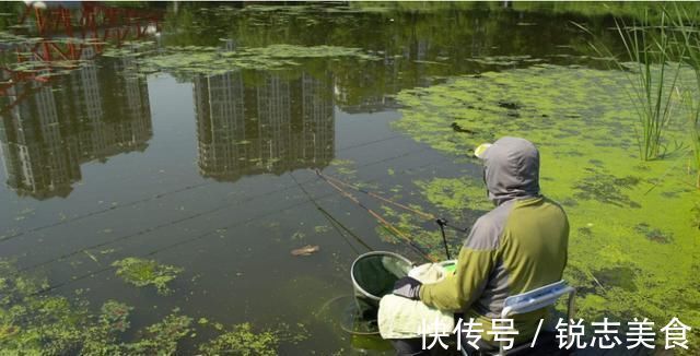 饵料|钓鱼人必读夏天钓大鲫鱼秘籍钓上的都是五斤以上