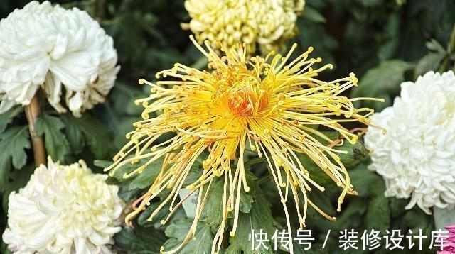浮肿|菊花配“一宝”泡水喝,等于运动1小时?有效排宿便,体重稳稳降
