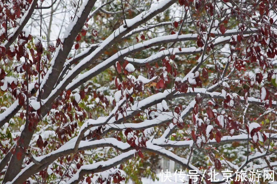 白雪世界|雪色与秋色荟萃出自然之美！