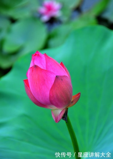 桃花朵朵|7月上旬，4属相贵人相助，事业进步，桃花朵朵，日子越过越好