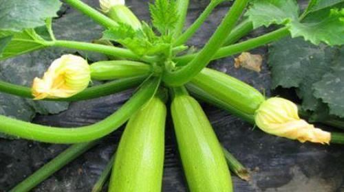 排毒|想健康先会吃,常吃3物,健胃消食,补肝养血,促进身体排毒