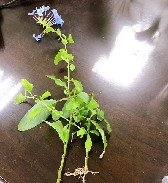 5种花开完后,剪下的枝条不要扔,活性高适合扦插,一插一大盆