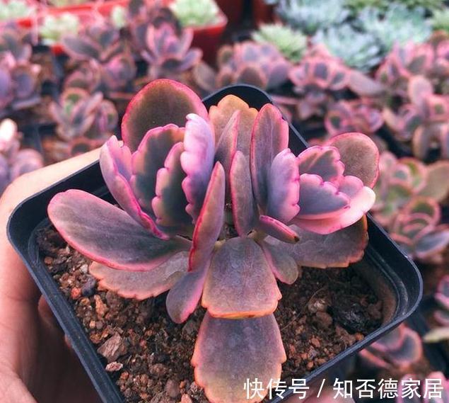 3种多肉,出状态后如翩翩欲飞的蝴蝶,又仙又美,超级漂亮