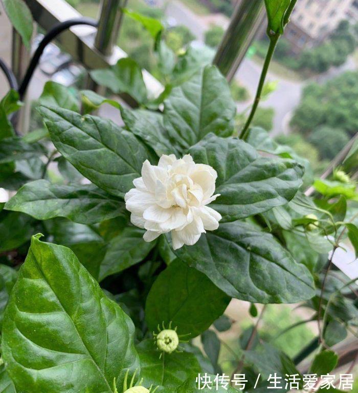 花卉|4种喜光花卉,越是多晒太阳,越是花繁叶茂,鲜艳貌美