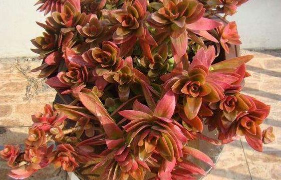 新手养花,不如养盆花中精品“火祭”,红艳似火,美丽动人