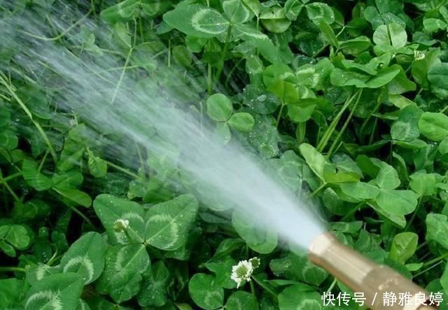 如果你经常这样浇花那你一辈子也养不好花种什么都不旺