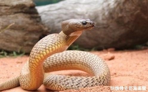 毒性比眼镜王蛇强100倍,见人会主动避让,还