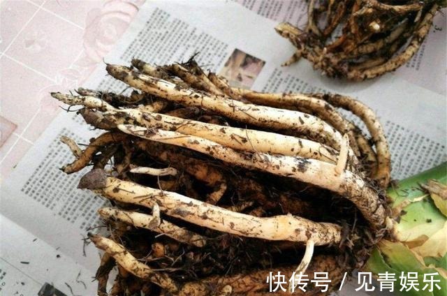 君子兰长得好，“养根”就行，看着肉质根呼呼长，枝头挂红花！