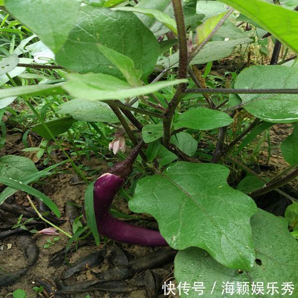 茄子做法，肉沫茄子，红烧茄子，凉拌茄子，家常菜，茄子种植技术