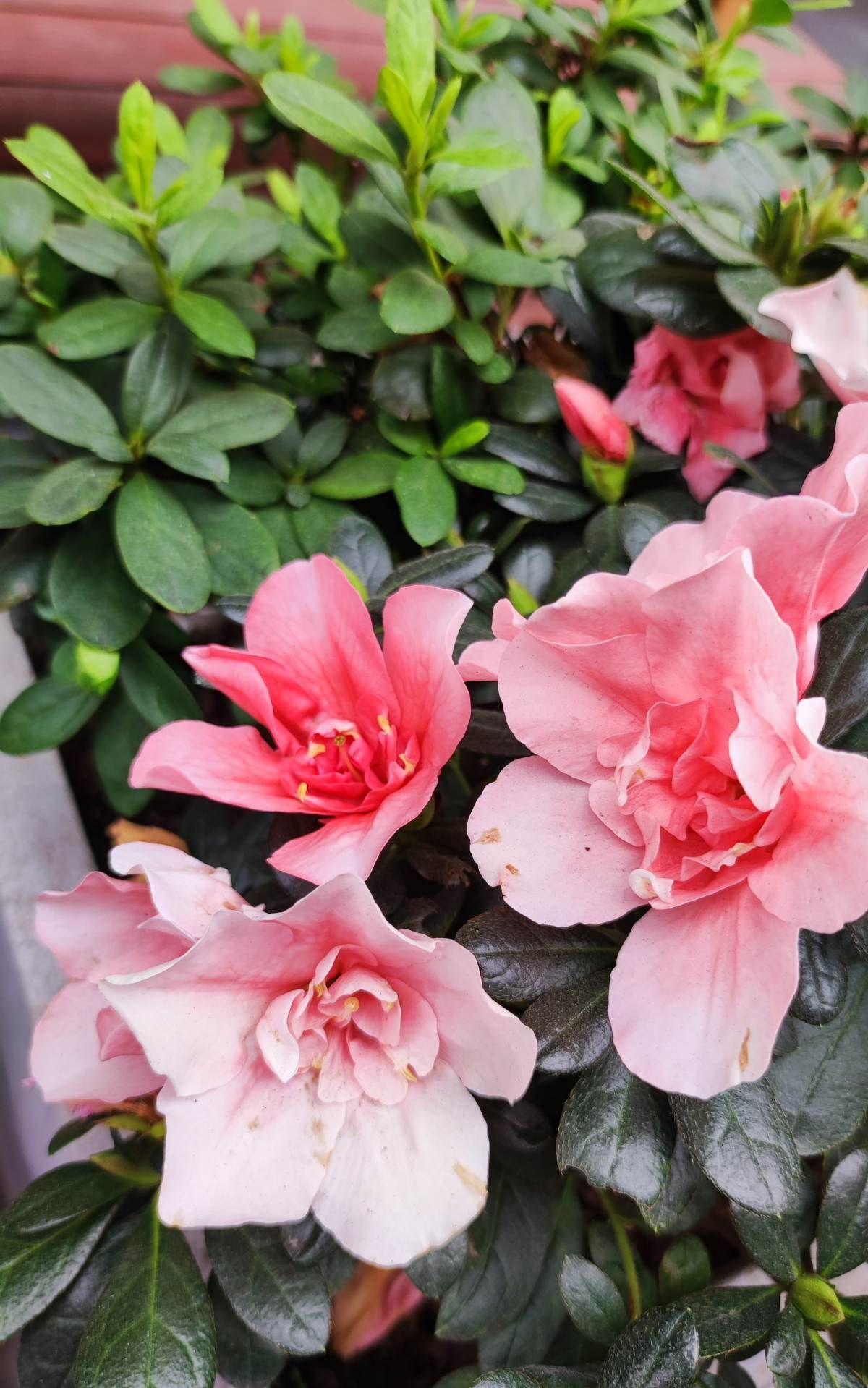 3种花，养护起来难度大，能养好的是大神，养不好才正常