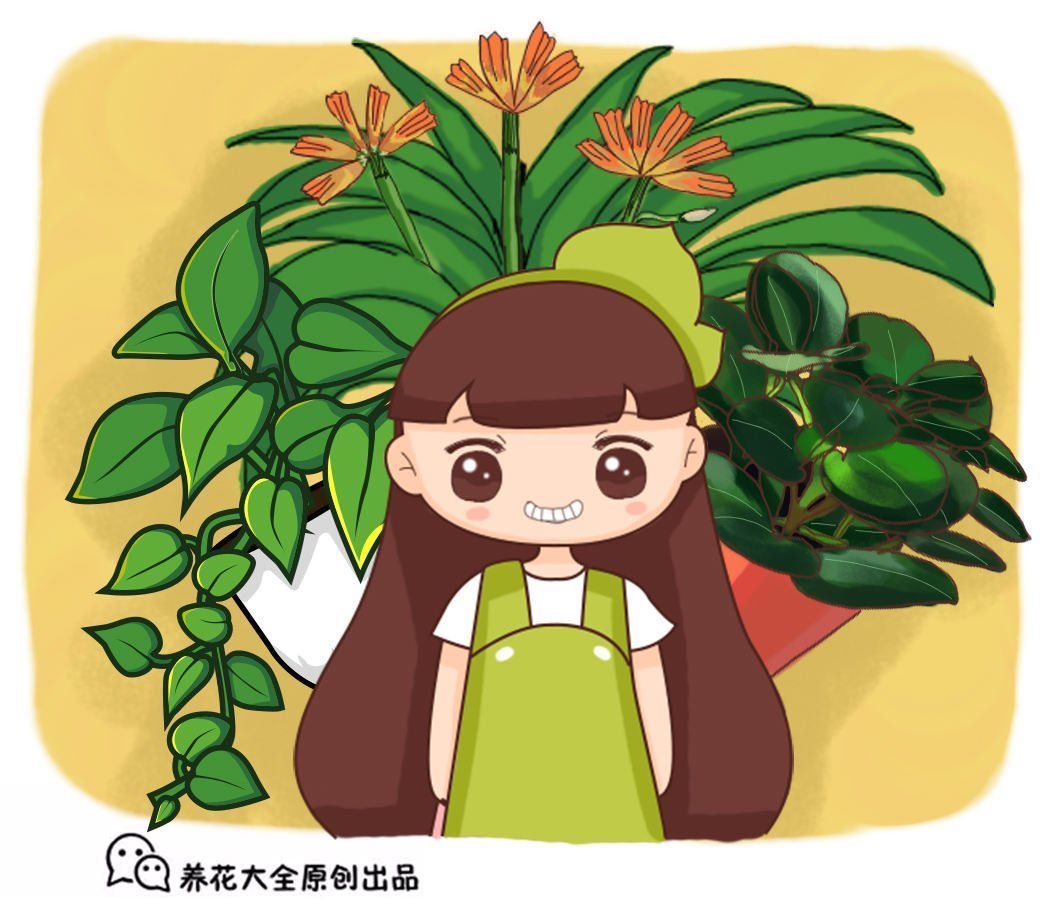 这种植物憨态可掬，耐阴又好养，像是一盆“小西瓜”