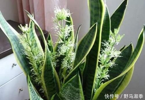 4种花是懒人的最爱,有阳光就爆盆,适合养客厅,高贵优雅上档次