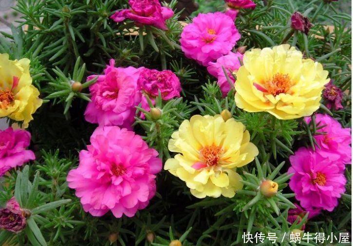 4种花人见人爱,一养就爆盆,开成花球,一开就停不下来