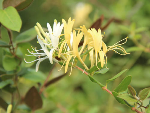 春天，来栽一株金银花，花美香浓还可泡茶