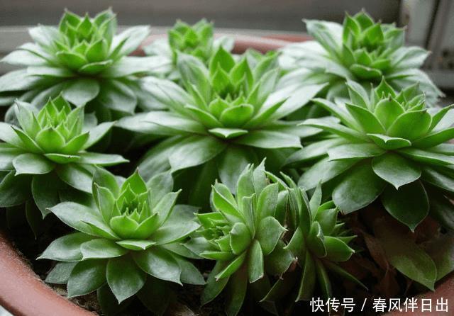 零下几度还长势良好的多肉,肉友们见过吗